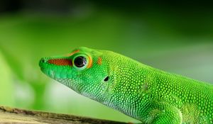 Preview wallpaper lizard, reptile, green, color