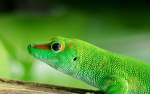 Preview wallpaper lizard, reptile, green, color