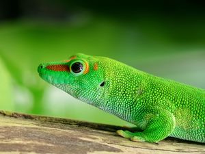 Preview wallpaper lizard, reptile, green, color