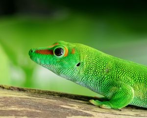 Preview wallpaper lizard, reptile, green, color