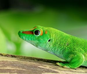 Preview wallpaper lizard, reptile, green, color