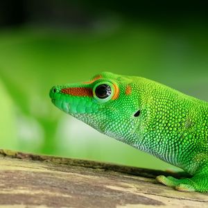 Preview wallpaper lizard, reptile, green, color