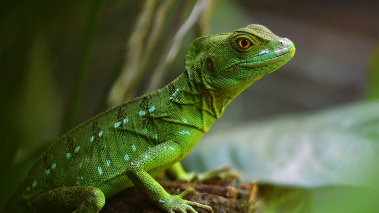 Wallpaper lizard, reptile, green, wildlife
