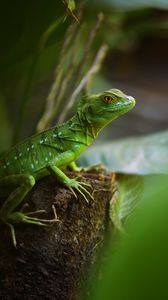 Preview wallpaper lizard, reptile, green, wildlife