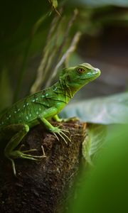 Preview wallpaper lizard, reptile, green, wildlife