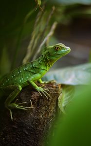 Preview wallpaper lizard, reptile, green, wildlife