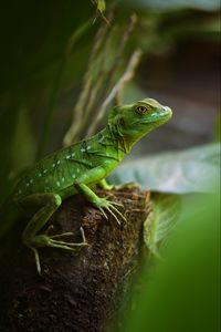 Preview wallpaper lizard, reptile, green, wildlife
