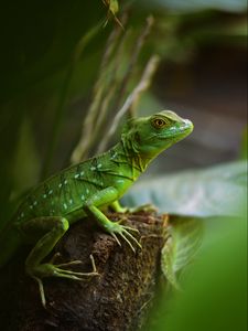 Preview wallpaper lizard, reptile, green, wildlife