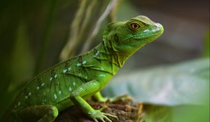 Preview wallpaper lizard, reptile, green, wildlife
