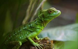 Preview wallpaper lizard, reptile, green, wildlife