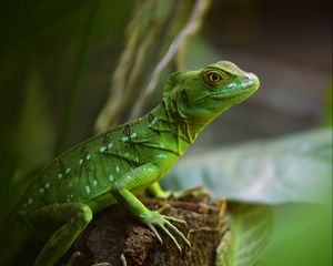 Preview wallpaper lizard, reptile, green, wildlife