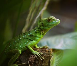 Preview wallpaper lizard, reptile, green, wildlife