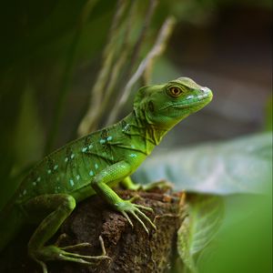 Preview wallpaper lizard, reptile, green, wildlife