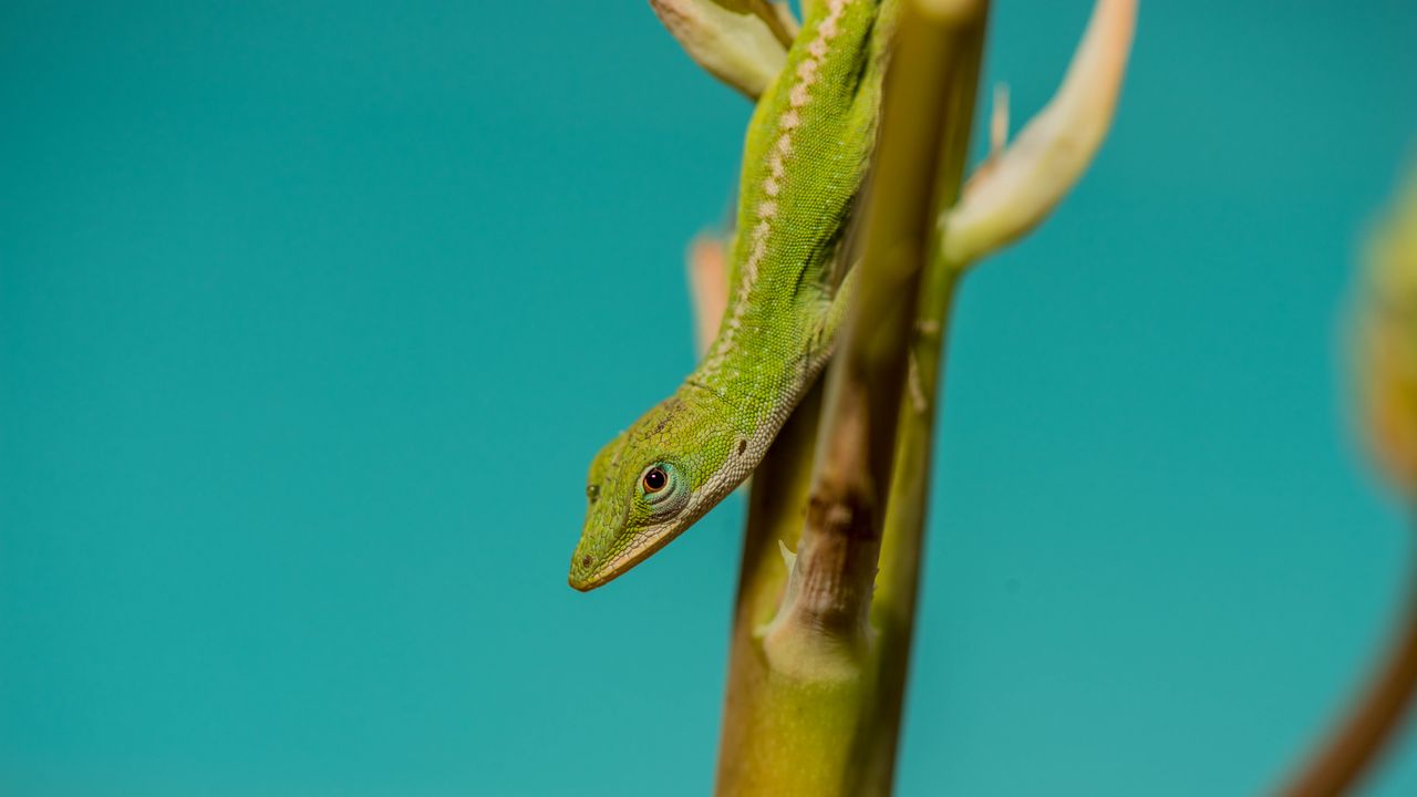 Wallpaper lizard, reptile, green, amphibian