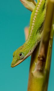 Preview wallpaper lizard, reptile, green, amphibian