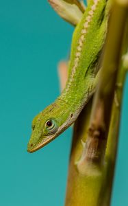 Preview wallpaper lizard, reptile, green, amphibian