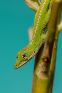 Preview wallpaper lizard, reptile, green, amphibian
