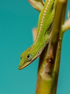 Preview wallpaper lizard, reptile, green, amphibian