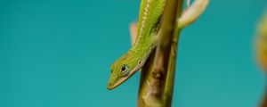 Preview wallpaper lizard, reptile, green, amphibian