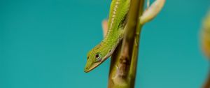 Preview wallpaper lizard, reptile, green, amphibian