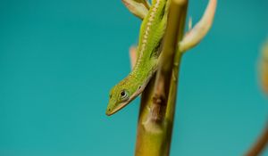 Preview wallpaper lizard, reptile, green, amphibian