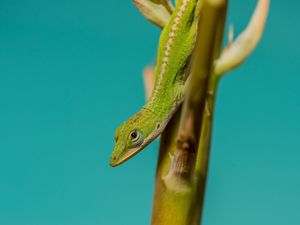 Preview wallpaper lizard, reptile, green, amphibian