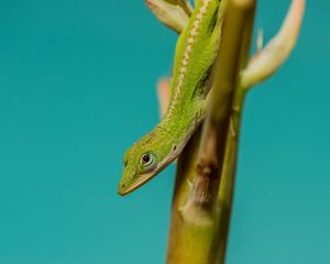 Preview wallpaper lizard, reptile, green, amphibian