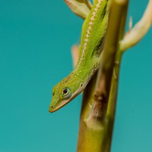 Preview wallpaper lizard, reptile, green, amphibian