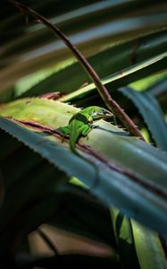 Preview wallpaper lizard, reptile, green, leaves