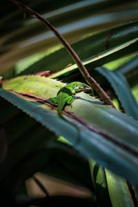 Preview wallpaper lizard, reptile, green, leaves