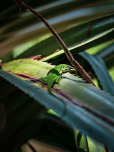 Preview wallpaper lizard, reptile, green, leaves