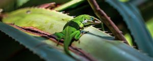 Preview wallpaper lizard, reptile, green, leaves
