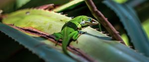 Preview wallpaper lizard, reptile, green, leaves