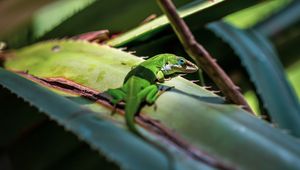 Preview wallpaper lizard, reptile, green, leaves