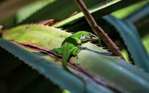 Preview wallpaper lizard, reptile, green, leaves