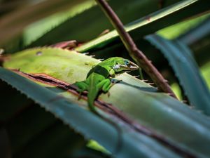 Preview wallpaper lizard, reptile, green, leaves