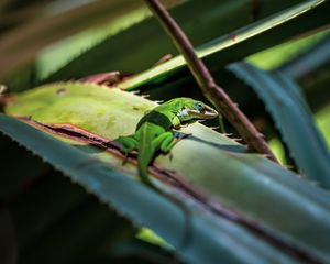 Preview wallpaper lizard, reptile, green, leaves