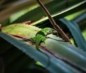 Preview wallpaper lizard, reptile, green, leaves