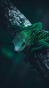 Reptile iPhone Wallpapers  Top Free Reptile iPhone Backgrounds   WallpaperAccess