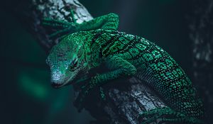 Preview wallpaper lizard, reptile, green