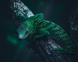 Preview wallpaper lizard, reptile, green
