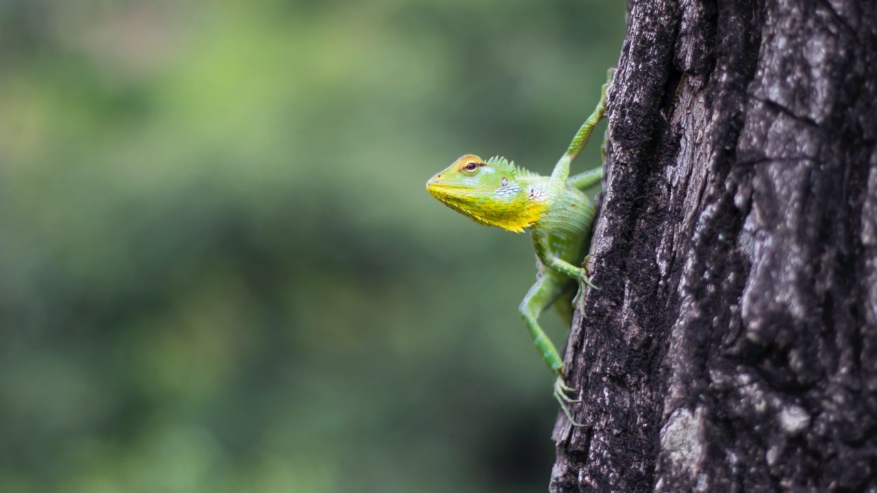 Wallpaper lizard, reptile, green, tree