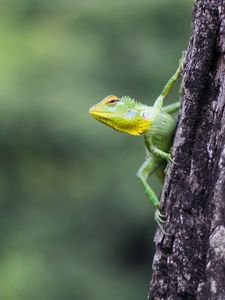 Preview wallpaper lizard, reptile, green, tree