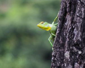 Preview wallpaper lizard, reptile, green, tree