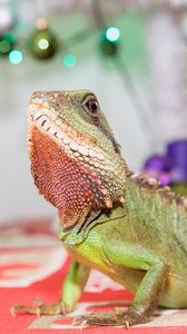 Preview wallpaper lizard, reptile, green, pet