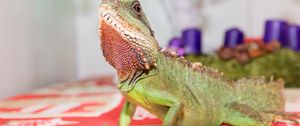 Preview wallpaper lizard, reptile, green, pet
