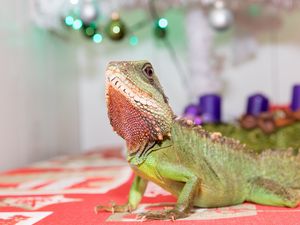 Preview wallpaper lizard, reptile, green, pet