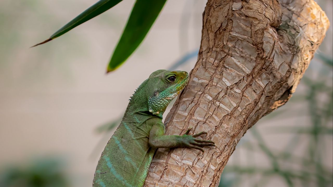 Wallpaper lizard, reptile, green, branch