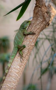 Preview wallpaper lizard, reptile, green, branch