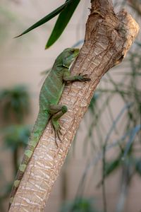 Preview wallpaper lizard, reptile, green, branch